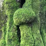 Kunstenaars Boshuisje Veluwe