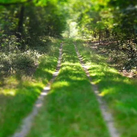 Chalet Kunstenaars Boshuisje Veluwe