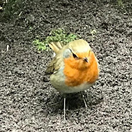 Kunstenaars Boshuisje Veluwe *