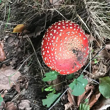 Kunstenaars Boshuisje Veluwe Horská chata *