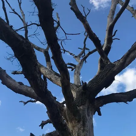 Kunstenaars Boshuisje Veluwe 木屋