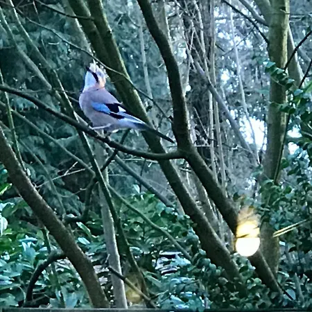 Chalet Kunstenaars Boshuisje Veluwe Hoenderloo