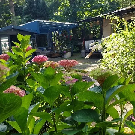 Kunstenaars Boshuisje Veluwe 木屋