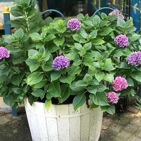 Kunstenaars Boshuisje Veluwe