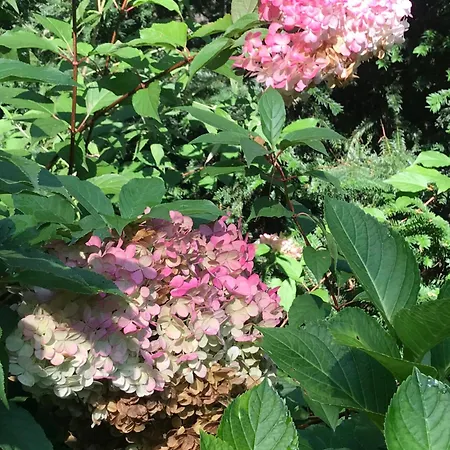 Kunstenaars Boshuisje Veluwe Chalet Hoenderloo