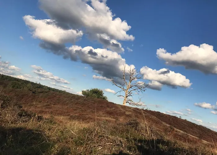 Kunstenaars Boshuisje Veluwe Hoenderloo