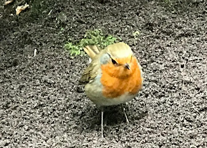 Kunstenaars Boshuisje Veluwe *