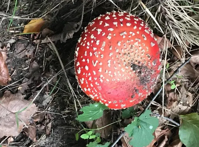 Kunstenaars Boshuisje Veluwe シャレー *
