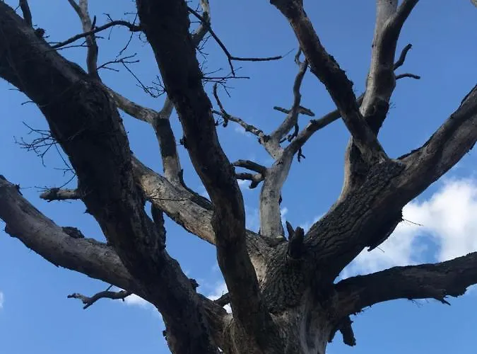 Kunstenaars Boshuisje Veluwe シャレー