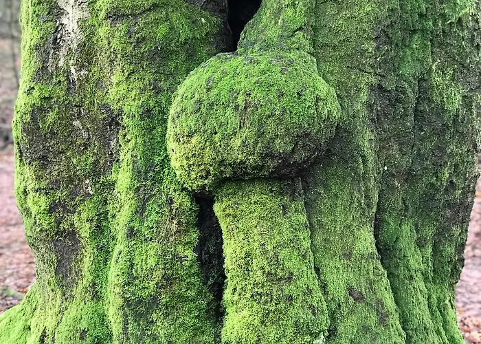 Kunstenaars Boshuisje Veluwe