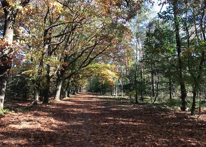 Kunstenaars Boshuisje Veluwe ホンデルロー
