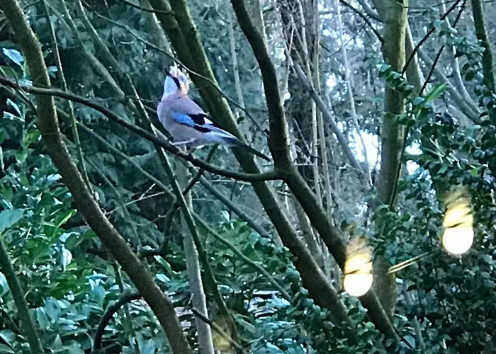 Chalet Kunstenaars Boshuisje Veluwe Hoenderloo