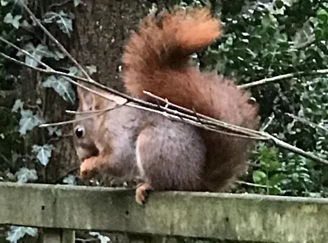 Kunstenaars Boshuisje Veluwe シャレー *