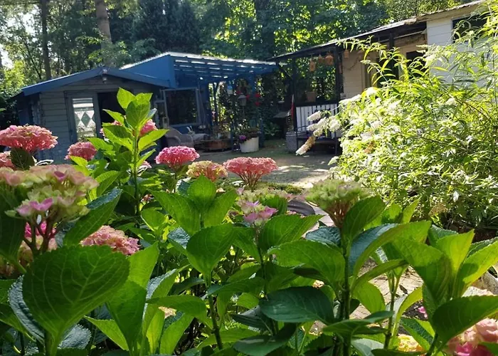 Kunstenaars Boshuisje Veluwe Chalet