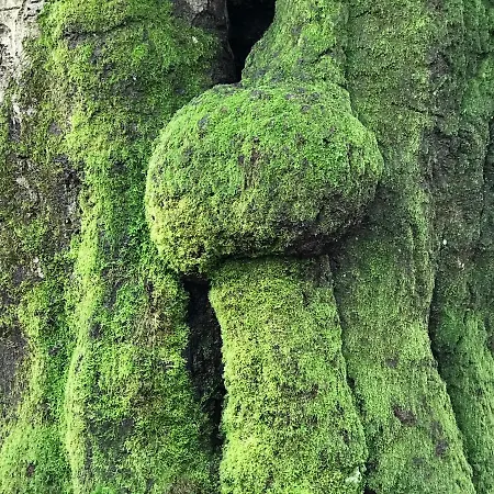 Kunstenaars Boshuisje Veluwe